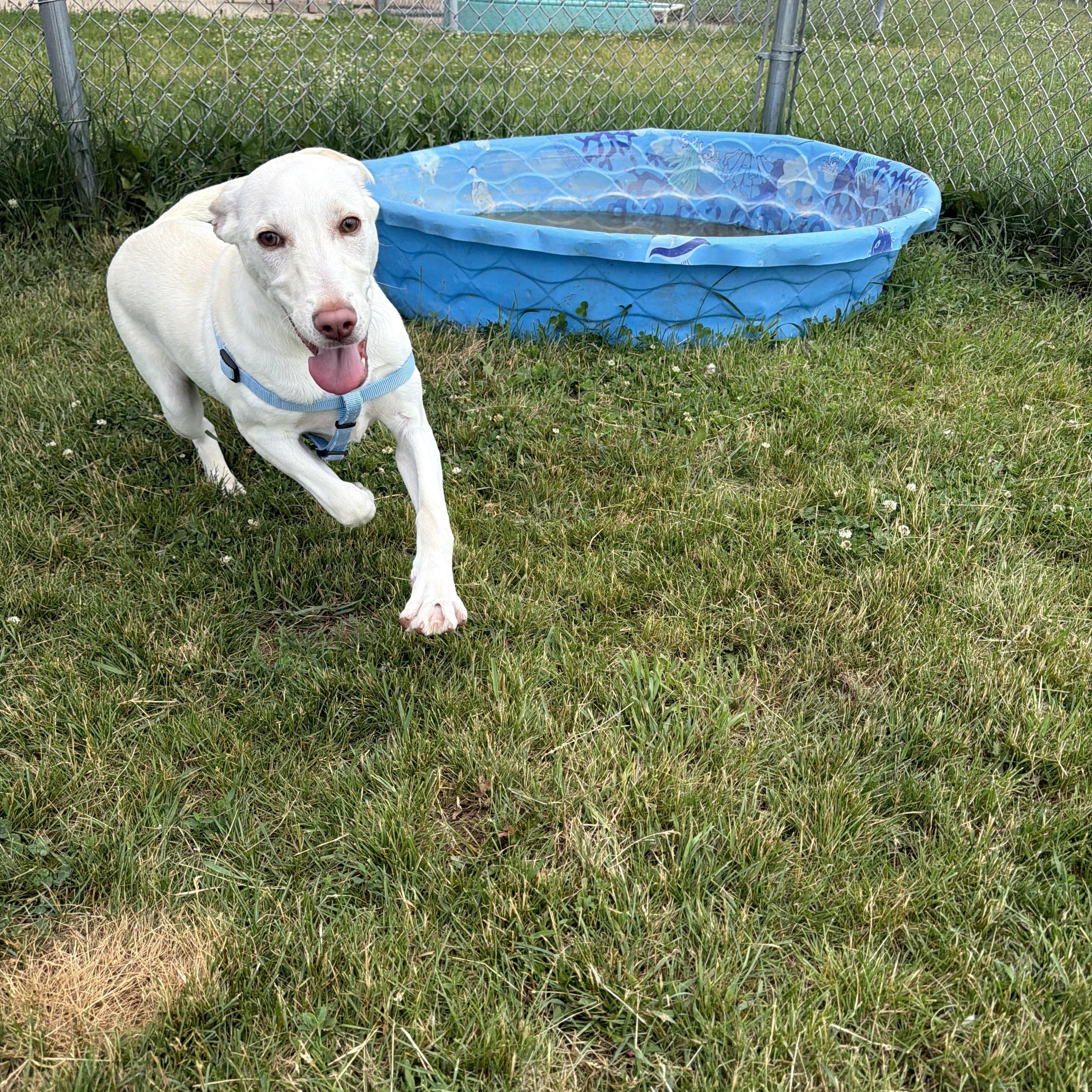 Kody, a ADOPTABLE mixed breed in Dodgeville, WI image 3/3