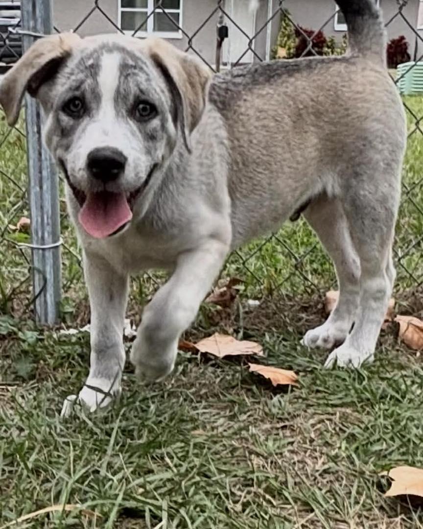 Mario, ADOPTABLE, Puppy Male Labrador Retriever & Husky.