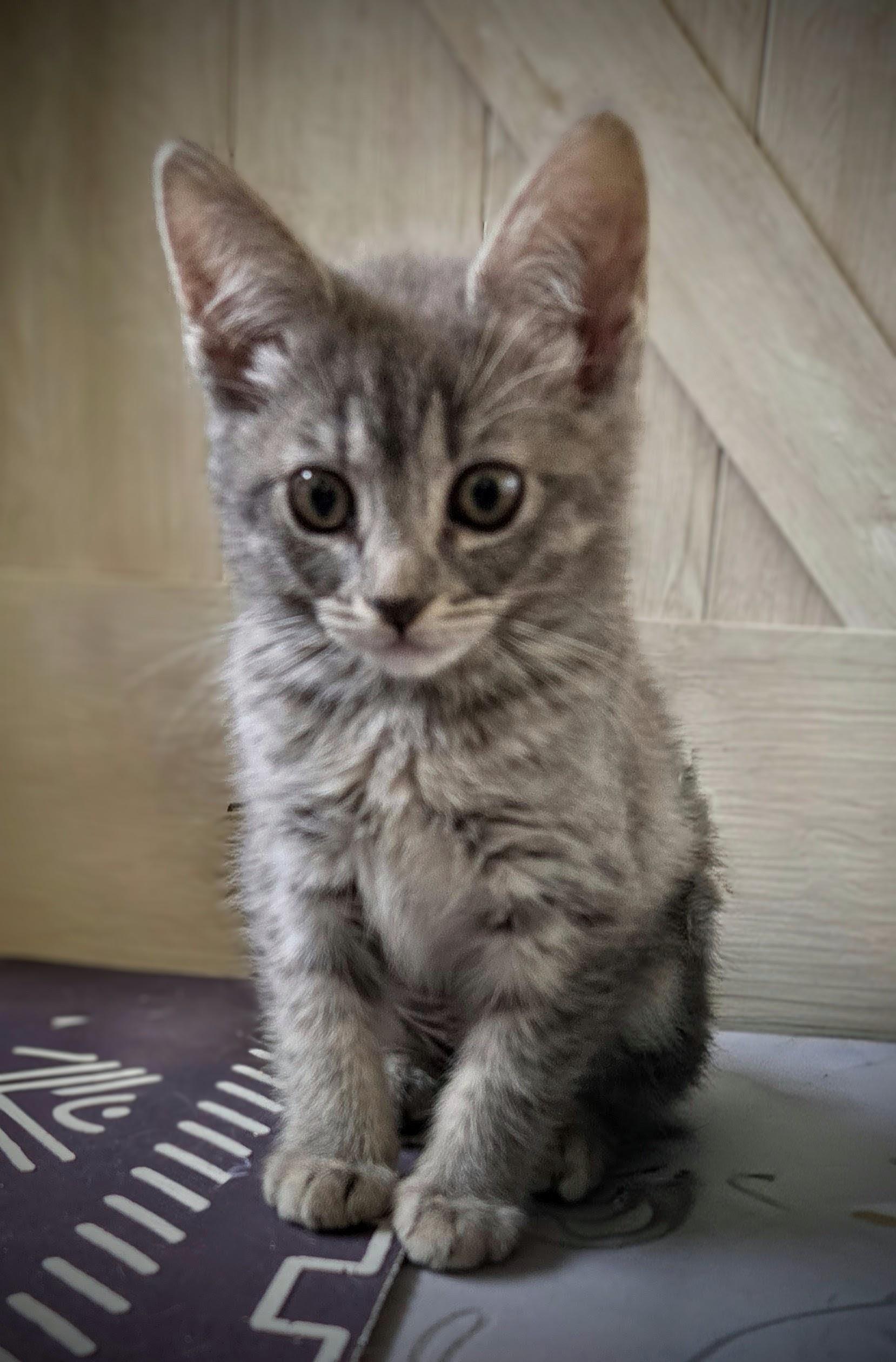 Sandy, adopted, Kitten Female Tabby & Russian Blue.