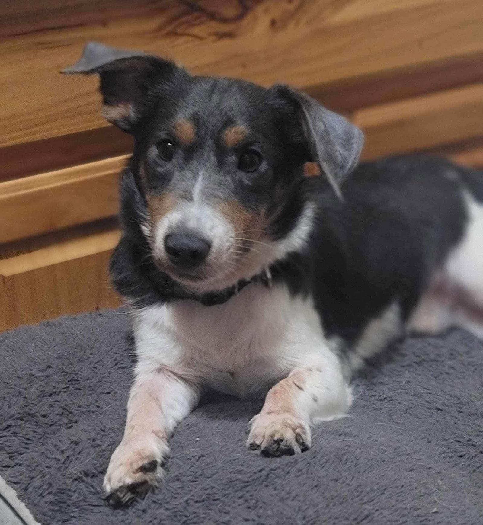 Spike, Adoptable, Adult Male Mixed Breed.