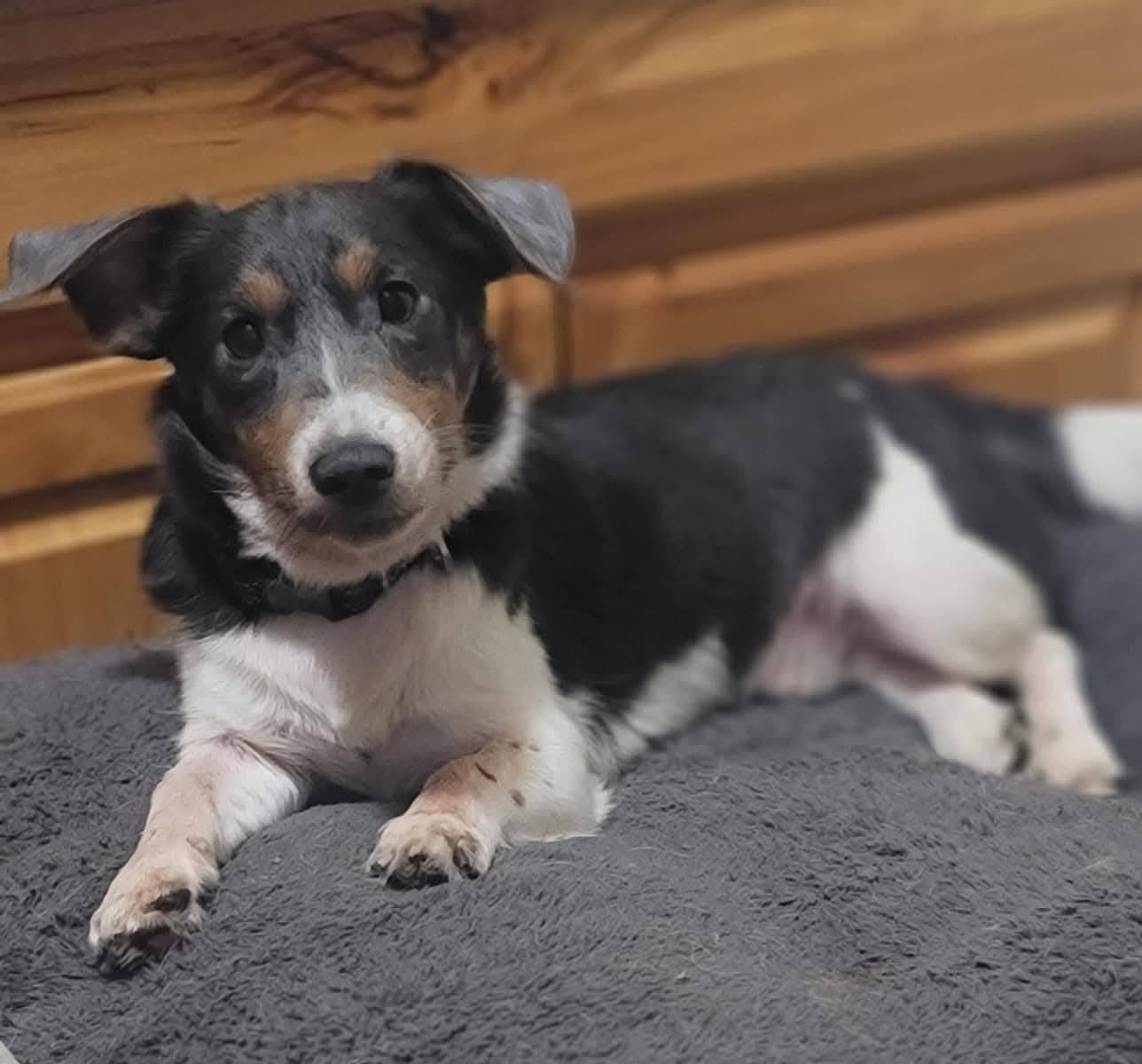 Enlarge Spike, a Adoptable Mixed Breed in Fairmont, WV image 2/3