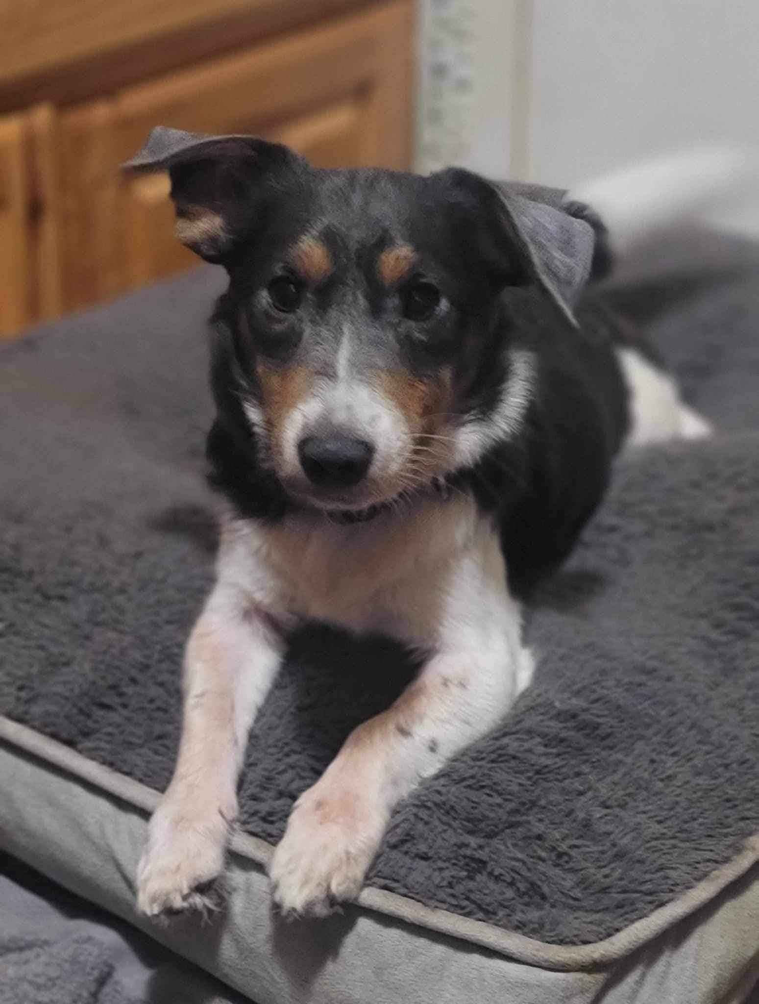 Enlarge Spike, a Adoptable Mixed Breed in Fairmont, WV image 3/3