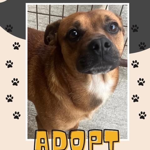 Mac, Adopted, Adult Male Mixed Breed.