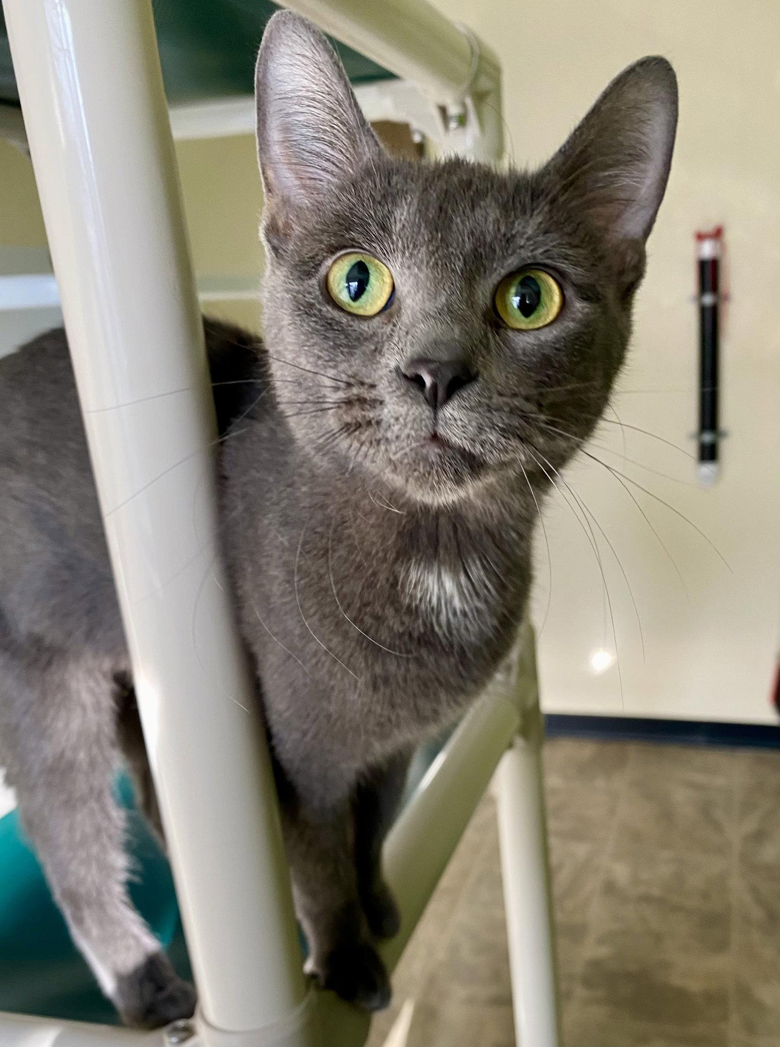 Ember, a Adopted Domestic Short Hair in Fargo, ND image 1/2