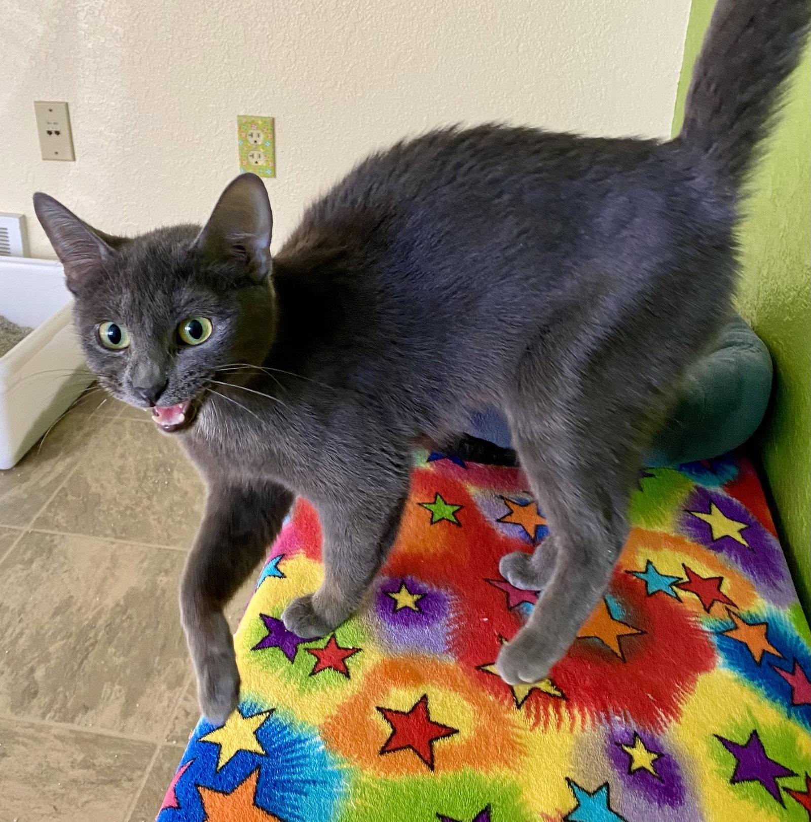 Ember, a Adopted Domestic Short Hair in Fargo, ND image 2/2