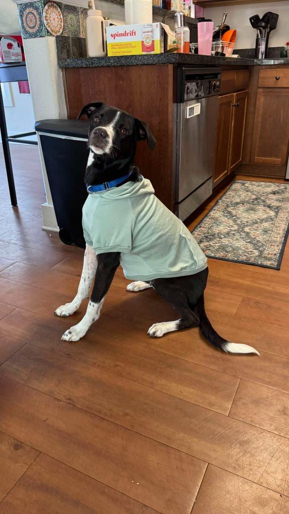 Enlarge Bogey, a Adoptable mixed breed in Raleigh, NC image 1/6