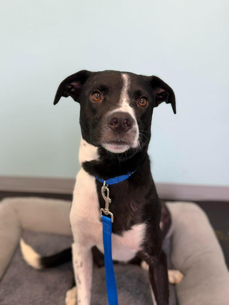 Enlarge Bogey, a Adoptable mixed breed in Raleigh, NC image 1/6