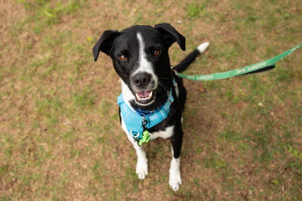 Enlarge Bogey, a Adoptable mixed breed in Raleigh, NC image 1/6