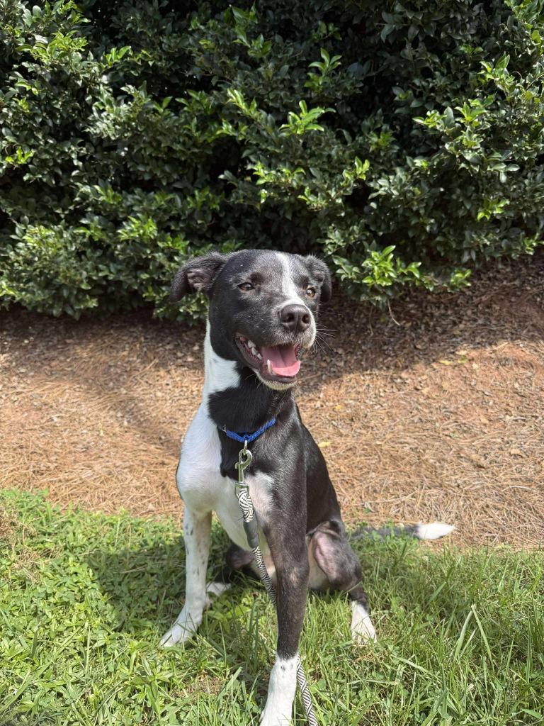 Enlarge Bogey, a Adoptable mixed breed in Raleigh, NC image 2/6