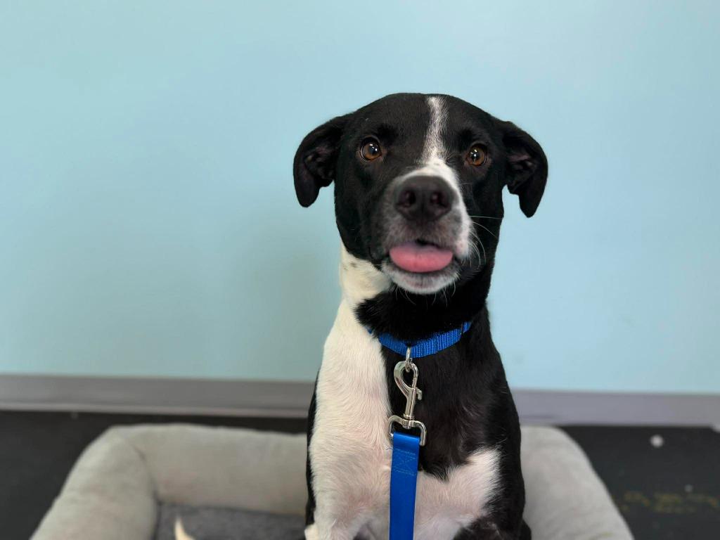 Enlarge Bogey, a Adoptable mixed breed in Raleigh, NC image 2/6