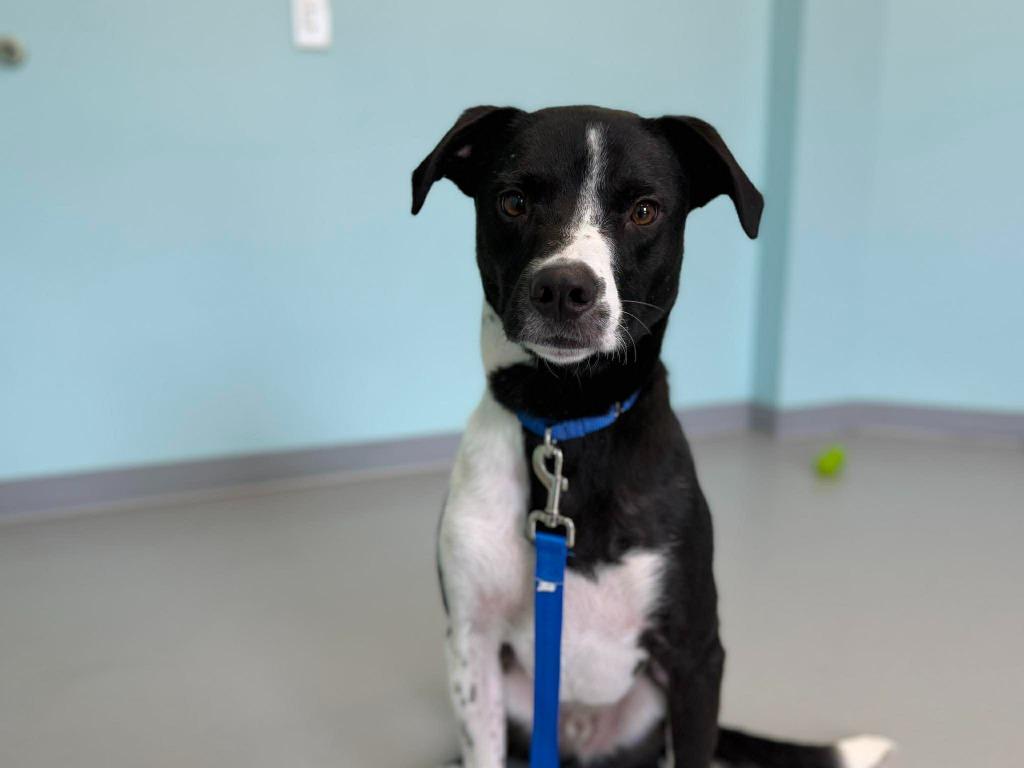 Enlarge Bogey, a Adoptable mixed breed in Raleigh, NC image 1/6