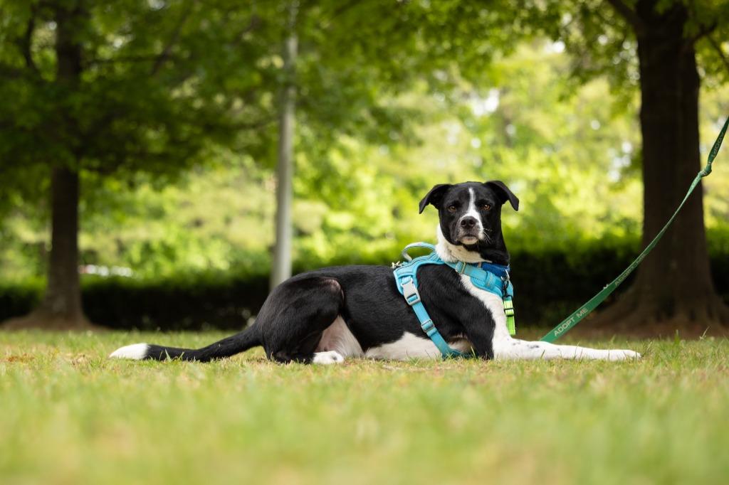 Enlarge Bogey, a Adoptable mixed breed in Raleigh, NC image 3/6