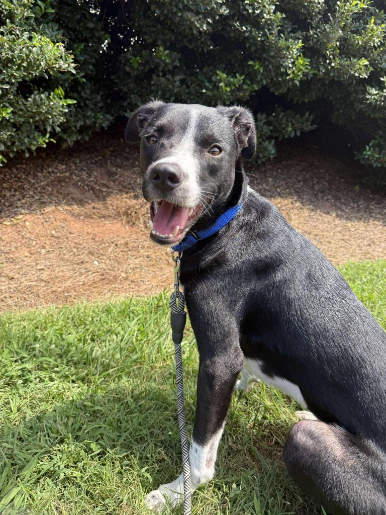 Enlarge Bogey, a Adoptable mixed breed in Raleigh, NC image 3/6