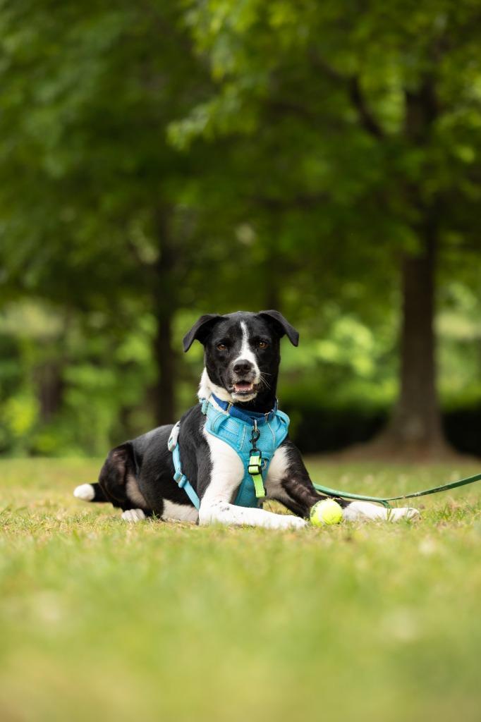 Enlarge Bogey, a Adoptable mixed breed in Raleigh, NC image 4/6