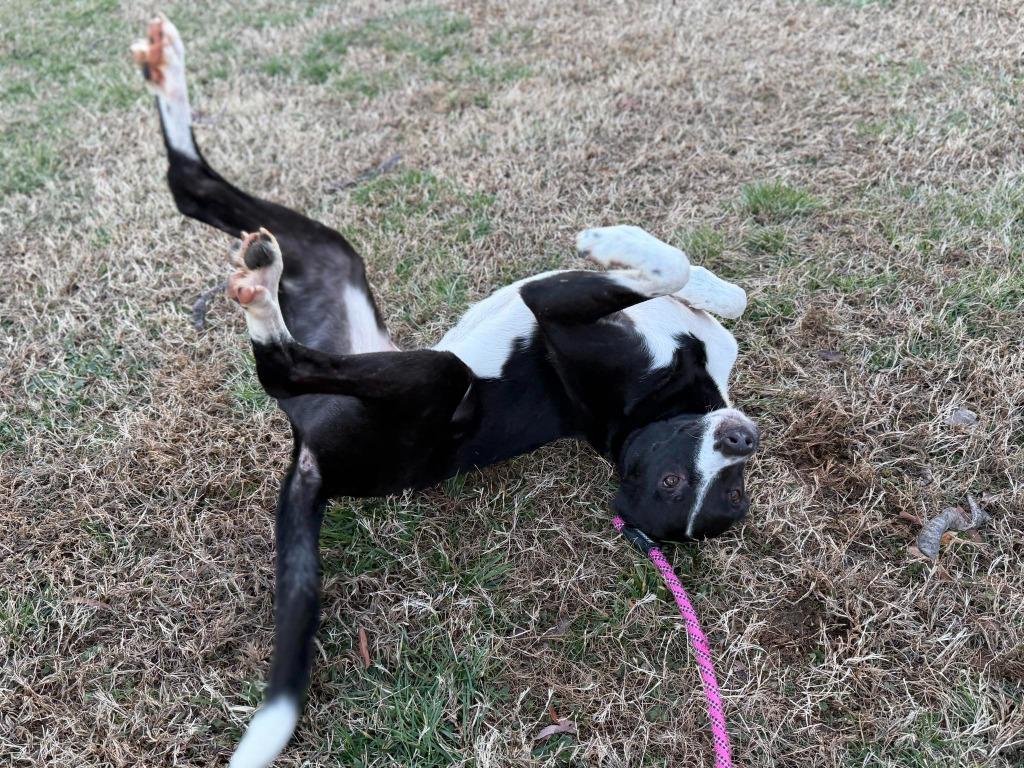 Enlarge Bogey, a Adoptable mixed breed in Raleigh, NC image 5/6