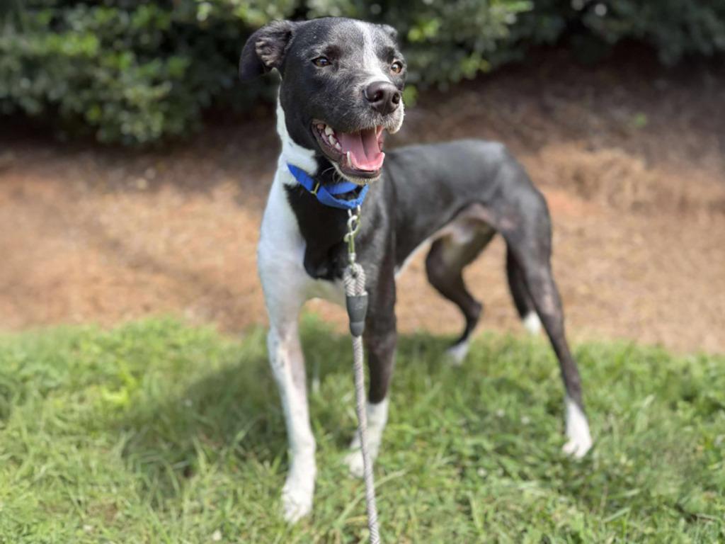 Enlarge Bogey, a Adoptable mixed breed in Raleigh, NC image 4/6