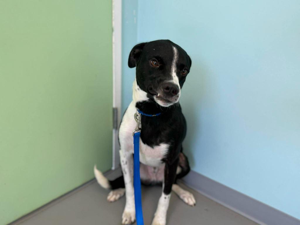 Enlarge Bogey, a Adoptable mixed breed in Raleigh, NC image 2/6