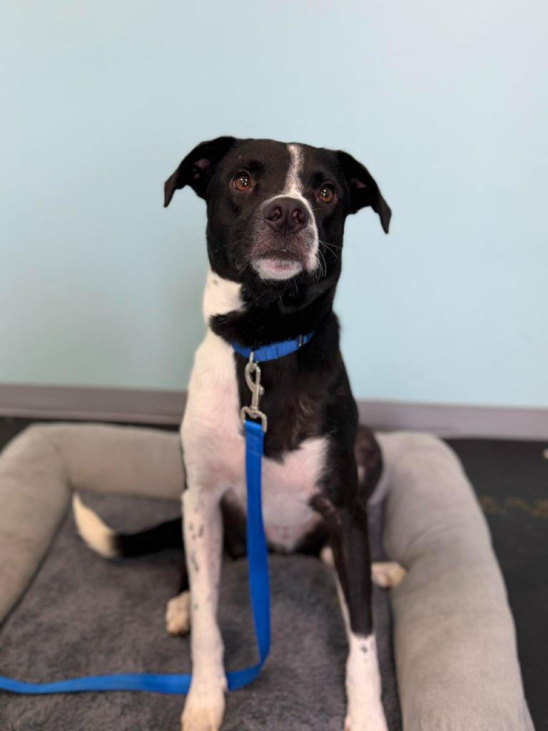 Enlarge Bogey, a Adoptable mixed breed in Raleigh, NC image 3/6