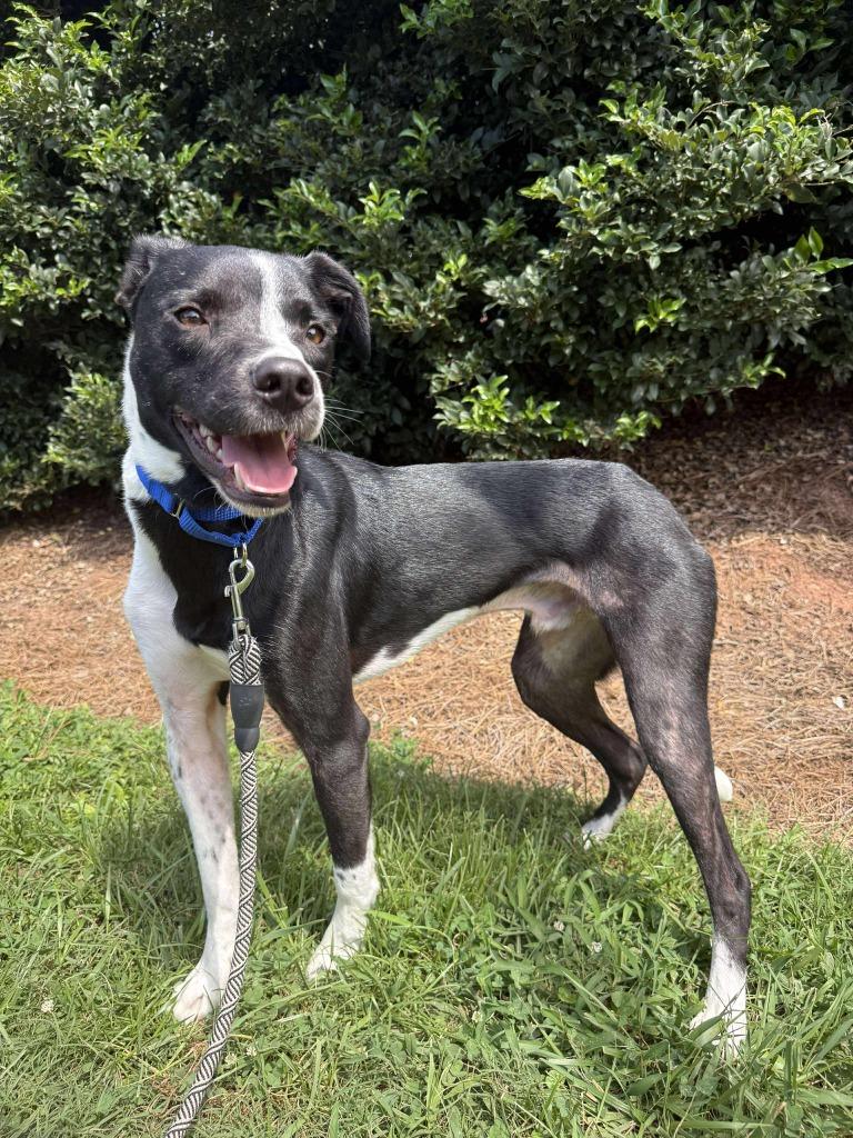 Enlarge Bogey, a Adoptable mixed breed in Raleigh, NC image 4/6