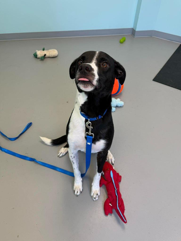 Enlarge Bogey, a Adoptable mixed breed in Raleigh, NC image 4/6