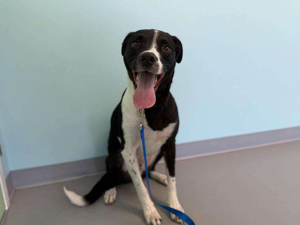 Enlarge Bogey, a Adoptable mixed breed in Raleigh, NC image 5/6