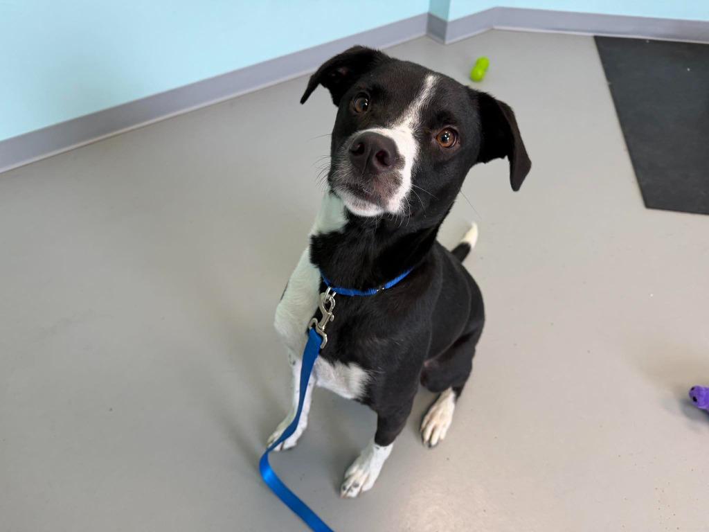Enlarge Bogey, a Adoptable mixed breed in Raleigh, NC image 6/6