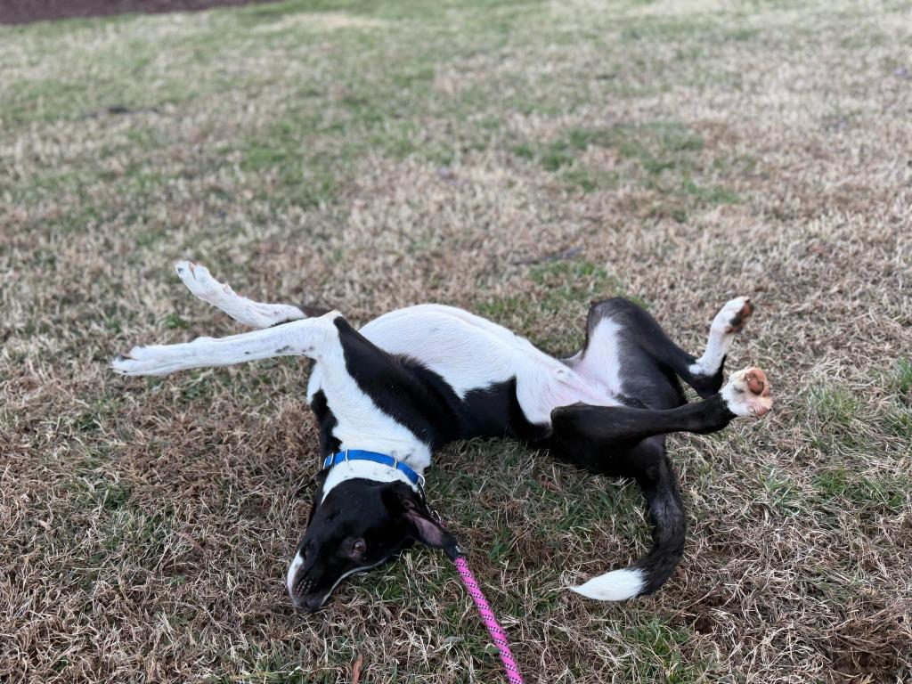 Enlarge Bogey, a Adoptable mixed breed in Raleigh, NC image 6/6