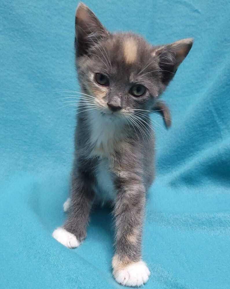 Enlarge Tiramisu, a Adoptable mixed breed in Jessup, MD image 1/3