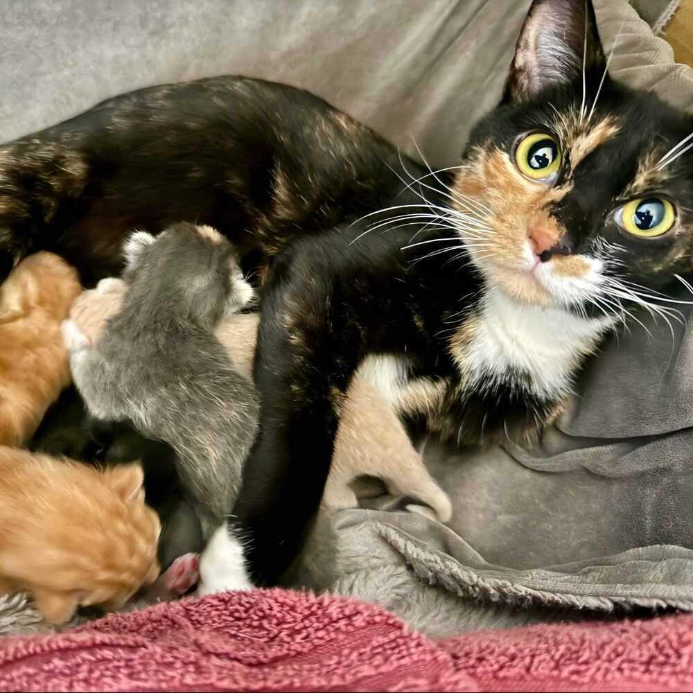 Enlarge Tiramisu, a Adoptable mixed breed in Jessup, MD image 2/3