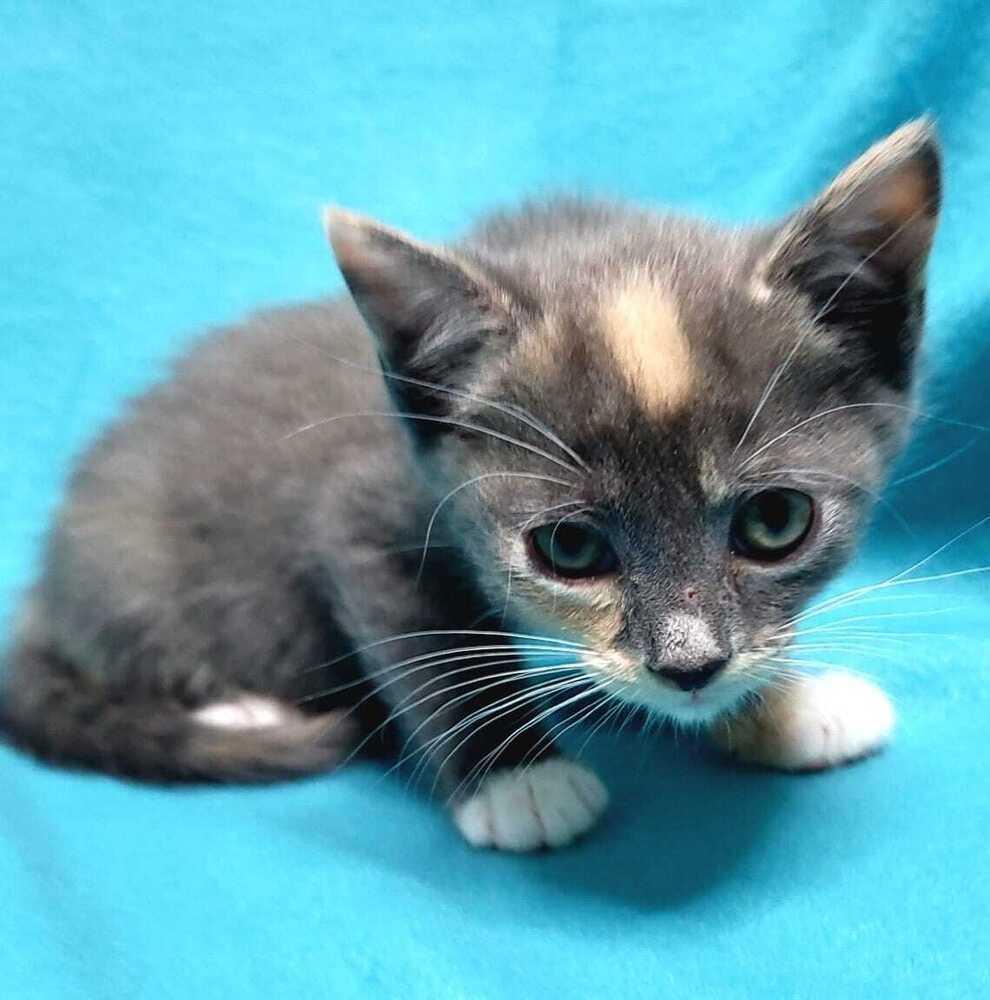 Enlarge Tiramisu, a Adoptable mixed breed in Jessup, MD image 3/3
