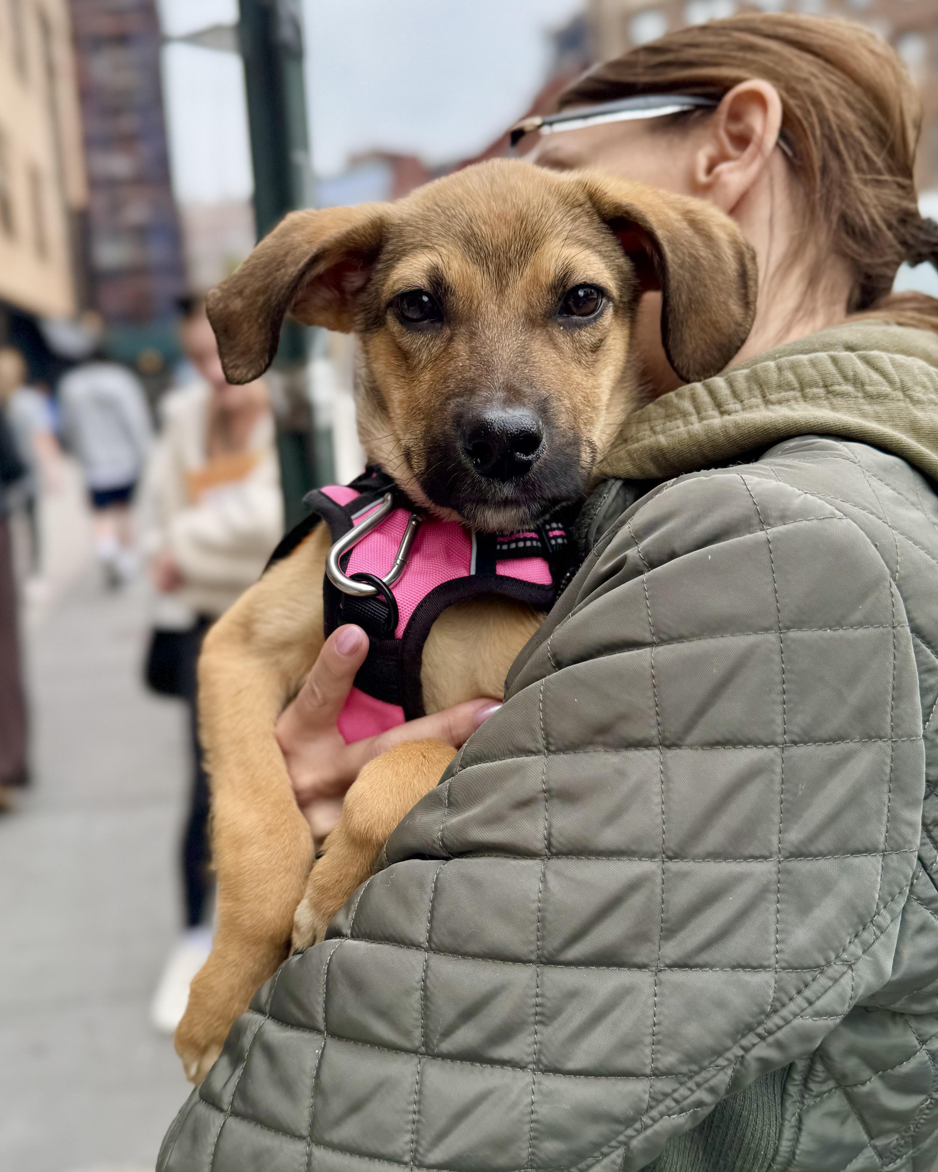 Endless Horizon, an adopted mixed breed in Ridgefield, CT image 3/6
