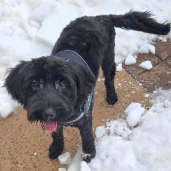 Enlarge Ky, an adopted Terrier in Cranford, NJ image 2/3