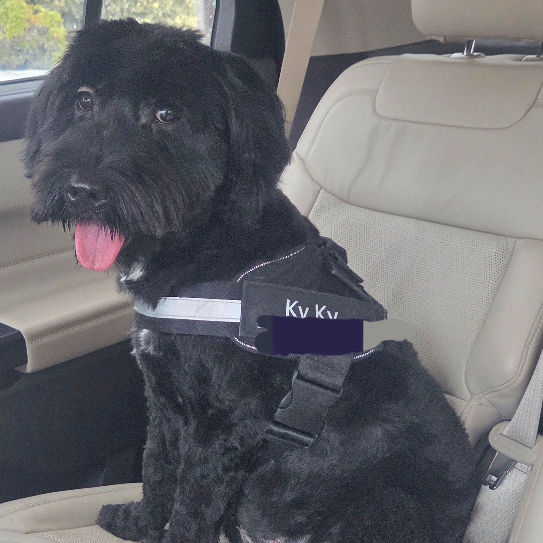 Enlarge Ky, an adopted Terrier in Cranford, NJ image 3/3