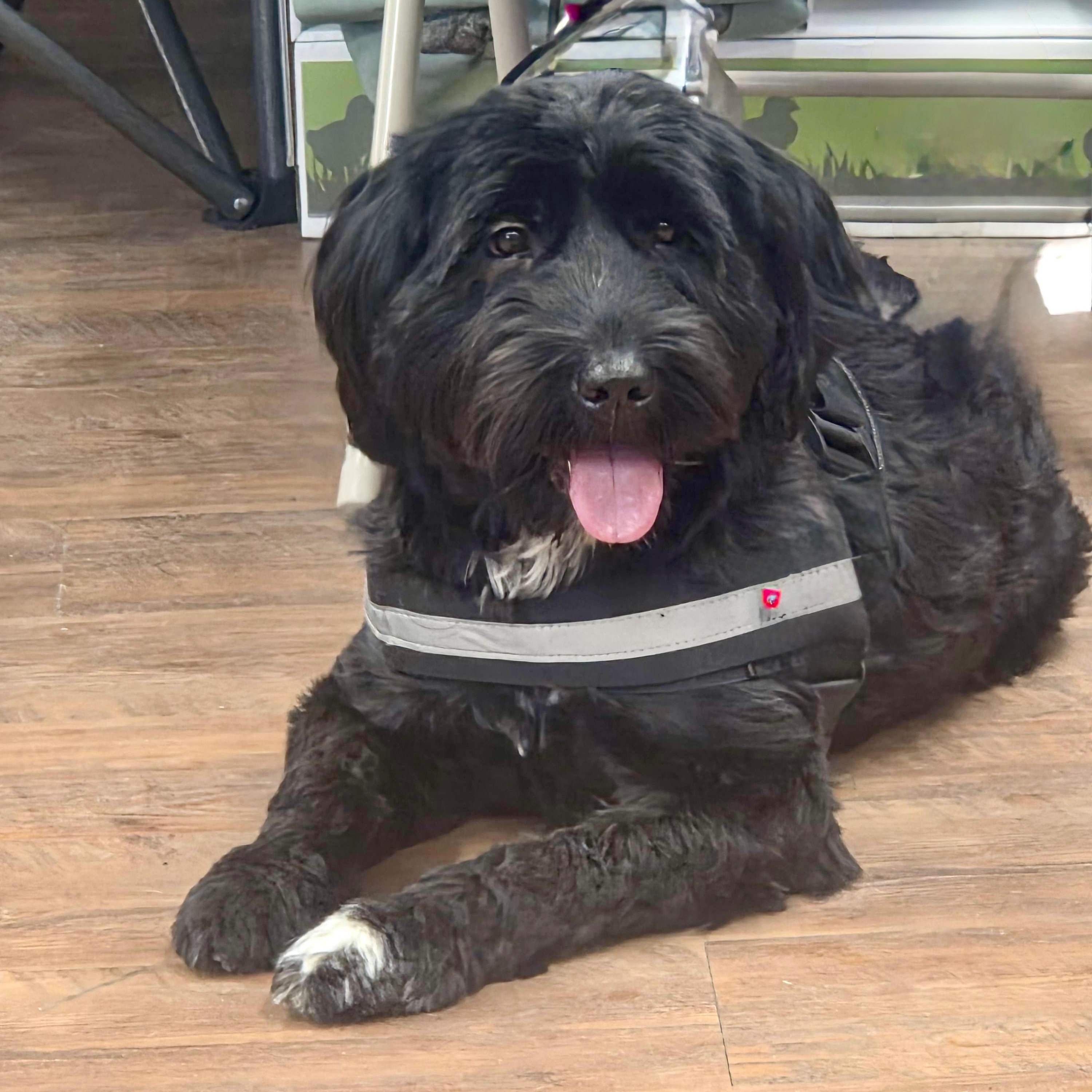 Enlarge Ky, an adopted Terrier in Cranford, NJ image 1/3