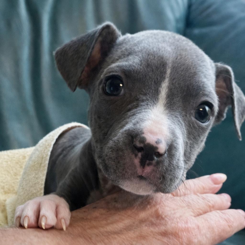 Elle — thumbnail 6