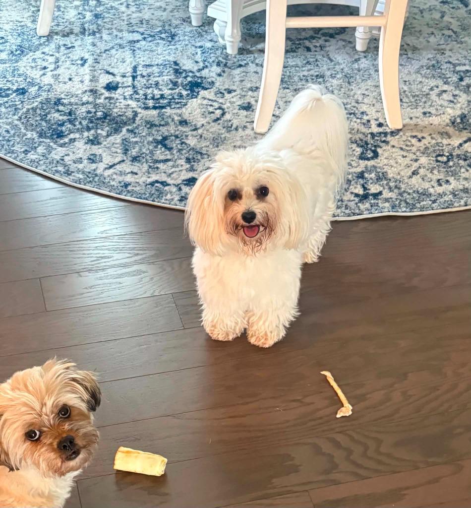 Baxter, Adoptable, Adult Male Coton de Tulear.