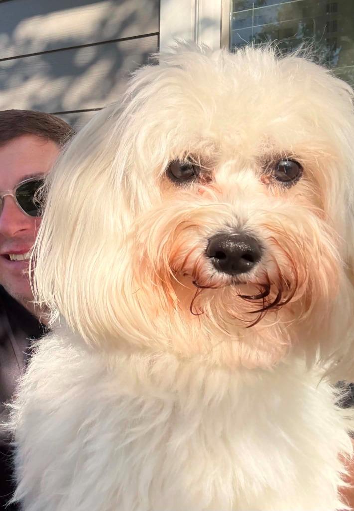 Enlarge Baxter, a Adoptable Coton de Tulear in Waxhaw, NC image 2/5