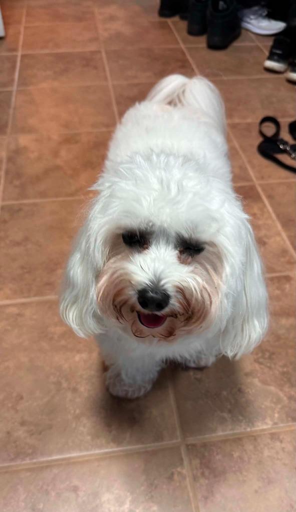 Enlarge Baxter, a Adoptable Coton de Tulear in Waxhaw, NC image 3/5