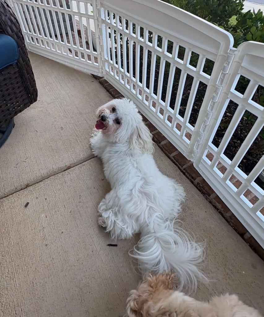 Enlarge Baxter, a Adoptable Coton de Tulear in Waxhaw, NC image 4/5