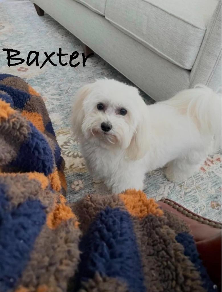 Enlarge Baxter, a Adoptable Coton de Tulear in Waxhaw, NC image 5/5