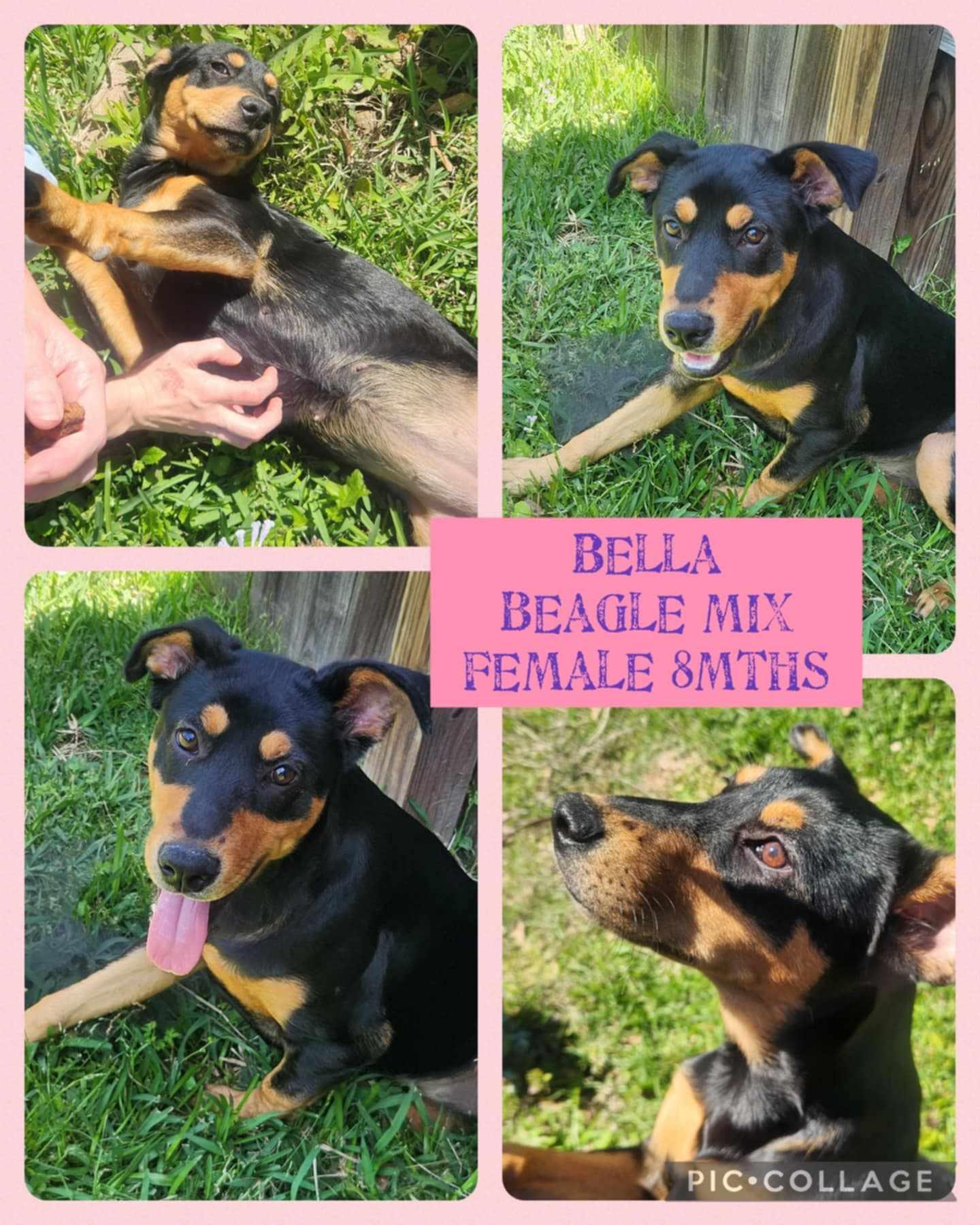 Enlarge Bella, a Adoptable mixed breed in Ringwood, NJ image 1/1