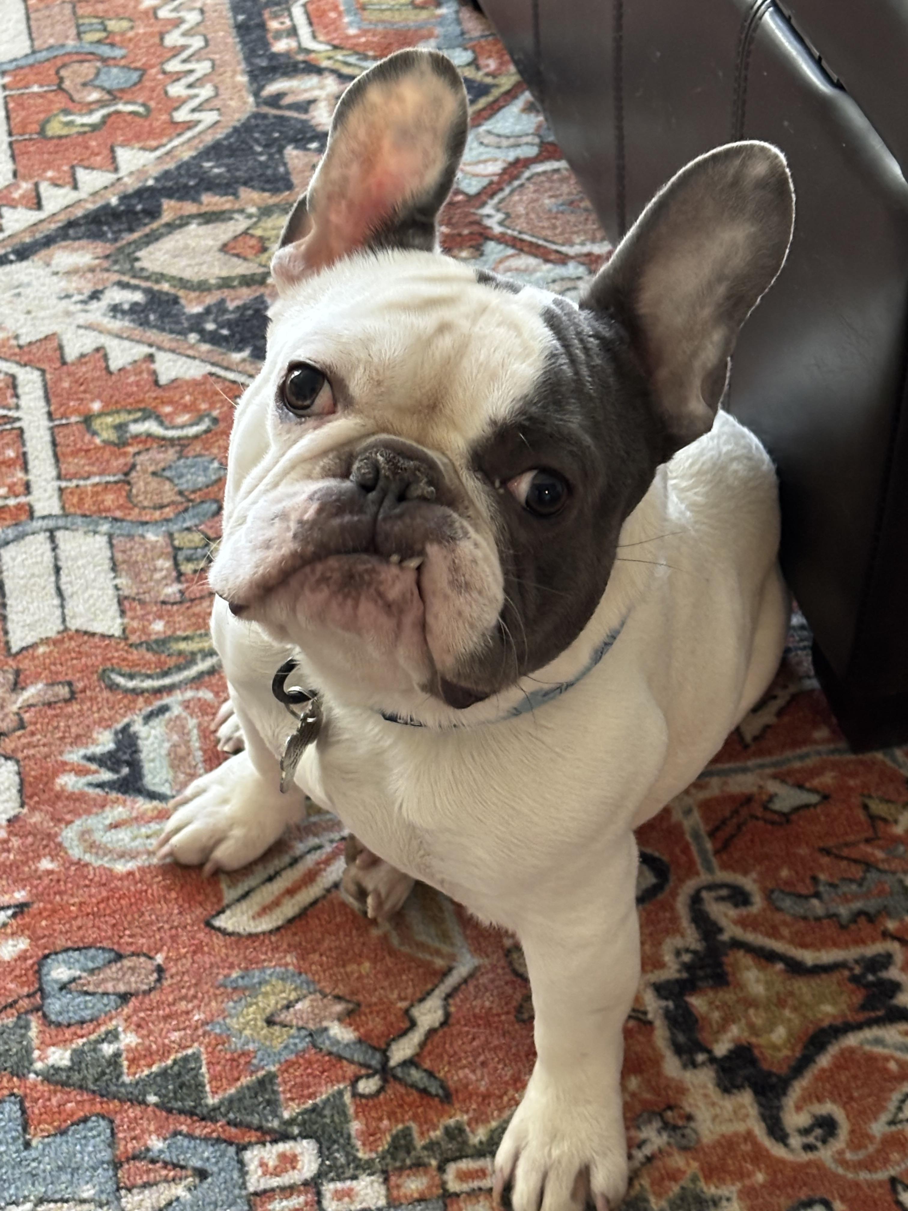 Enlarge Hank is a dork doofy lovebug! NO SMALL KIDS PLEASE - Read FULL BIO before inquiring - VIDEOS!!, a Adoptable French Bulldog in Bedford Hills, NY image 4/6