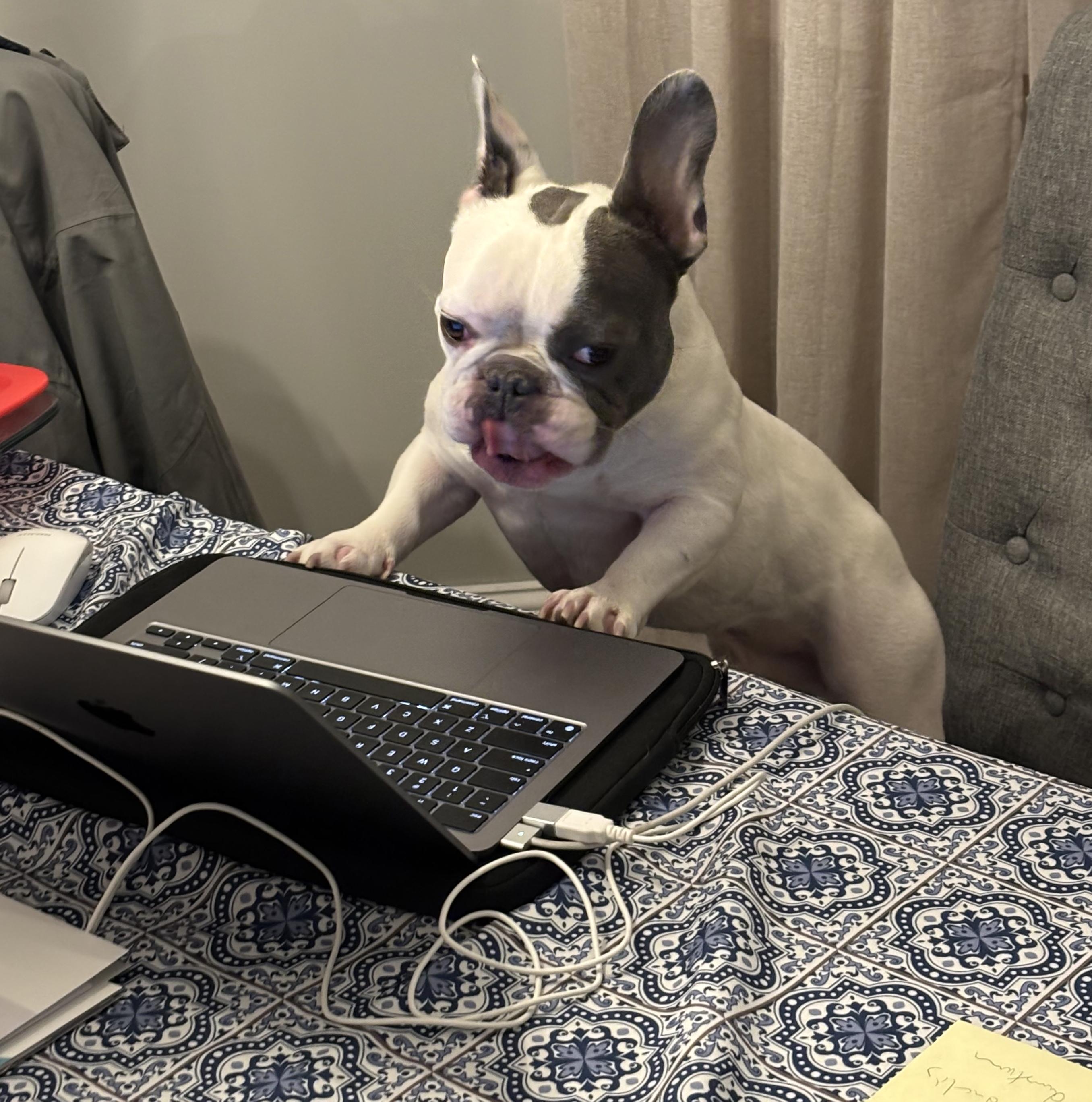 Enlarge Hank is a dork doofy lovebug! NO SMALL KIDS PLEASE - Read FULL BIO before inquiring - VIDEOS!!, a Adoptable French Bulldog in Bedford Hills, NY image 3/6