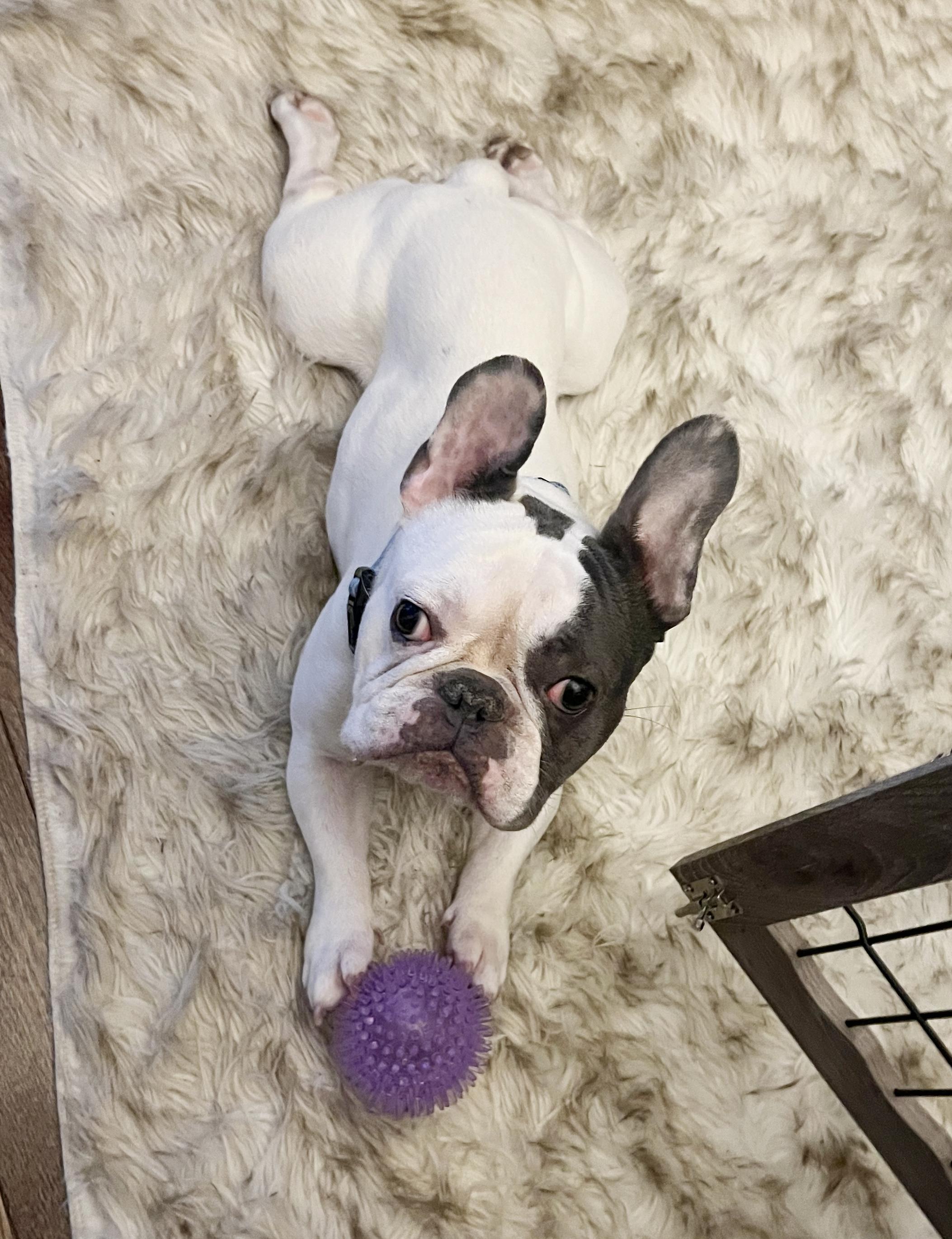 Hank is a dork doofy lovebug! NO SMALL KIDS PLEASE - Read FULL BIO before inquiring - VIDEOS!!, Adoptable, Young Male French Bulldog.