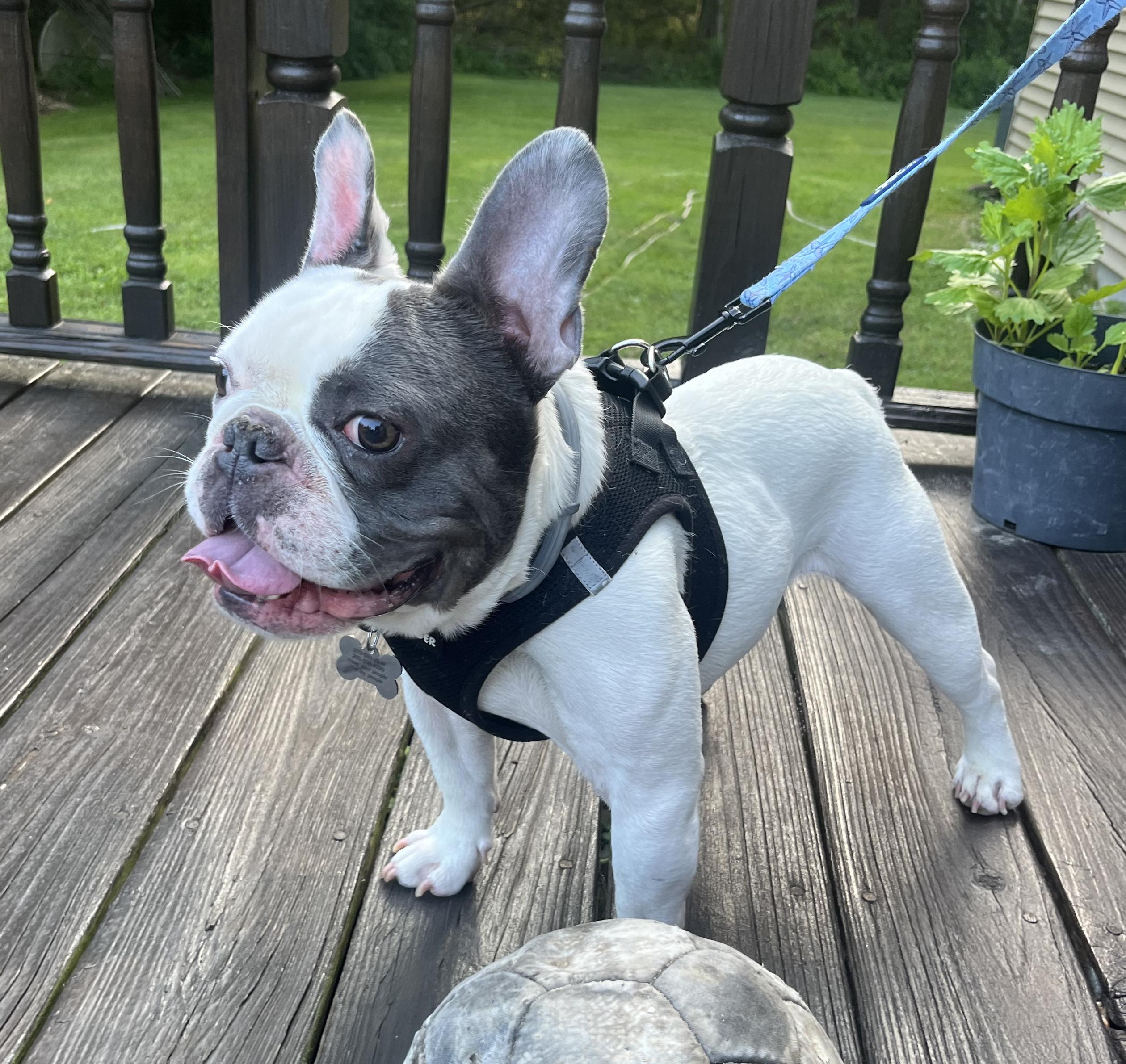Enlarge Hank is a dork doofy lovebug! NO SMALL KIDS PLEASE - Read FULL BIO before inquiring - VIDEOS!!, a Adoptable French Bulldog in Bedford Hills, NY image 6/6