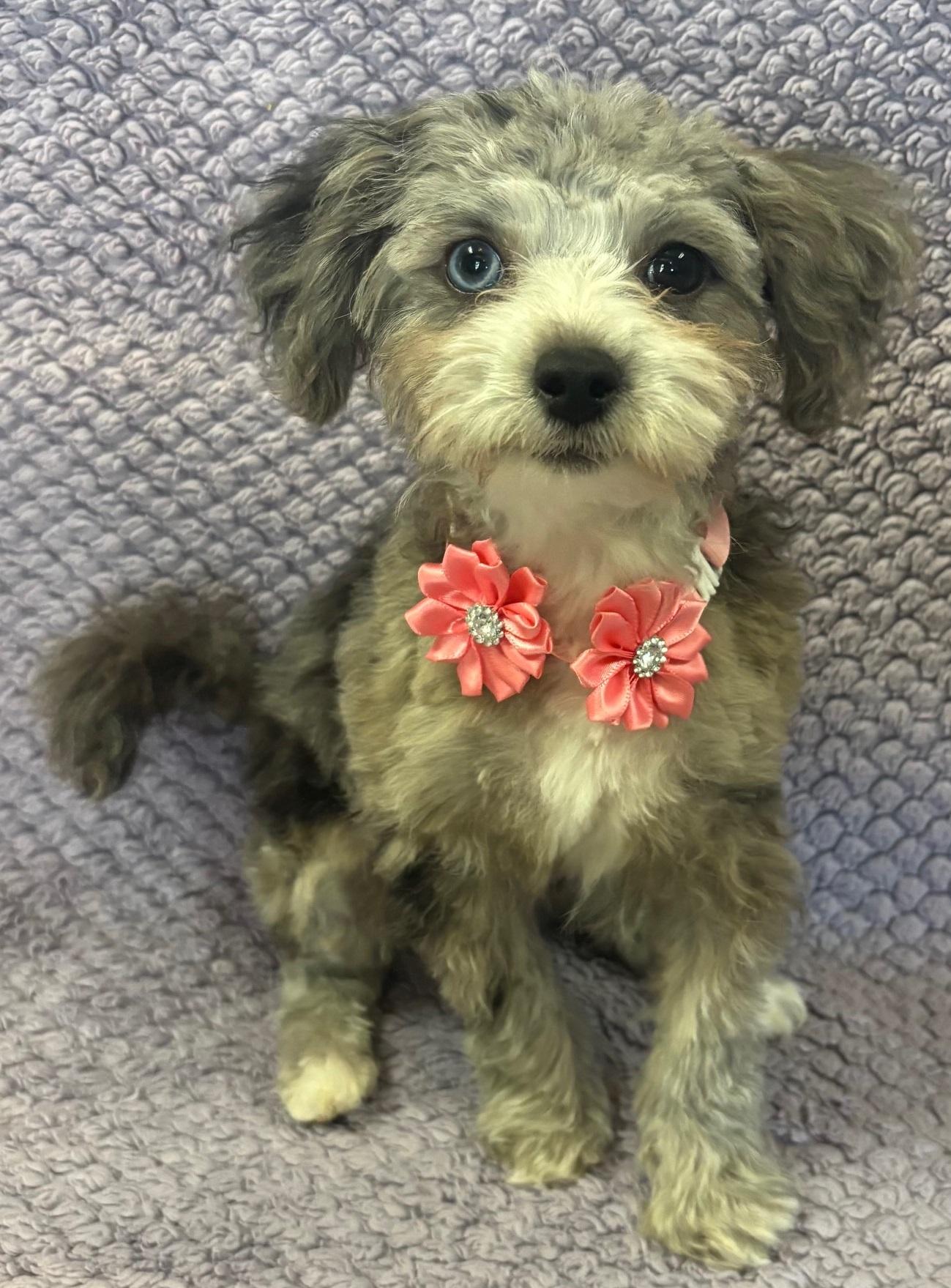 Kylee, an adoptable Aussiedoodle in Lodi, CA, 95241 | Photo Image 5