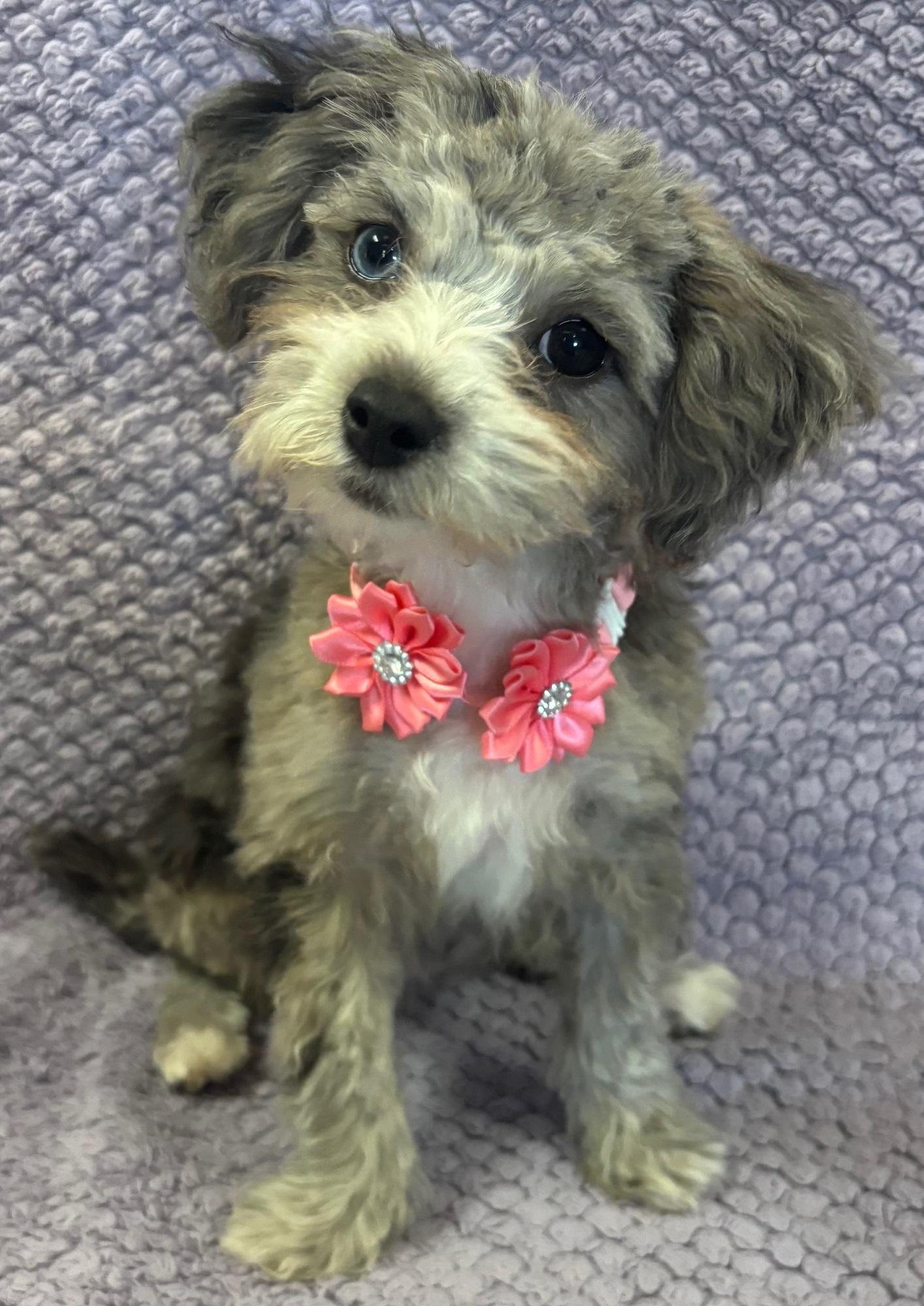 Kylee, an adoptable Aussiedoodle in Lodi, CA, 95241 | Photo Image 1