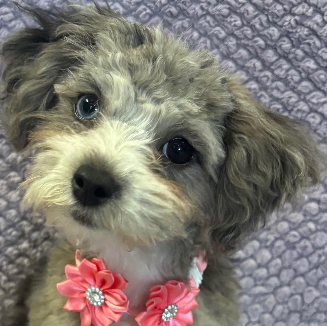 Kylee, an adoptable Aussiedoodle in Lodi, CA, 95241 | Photo Image 2