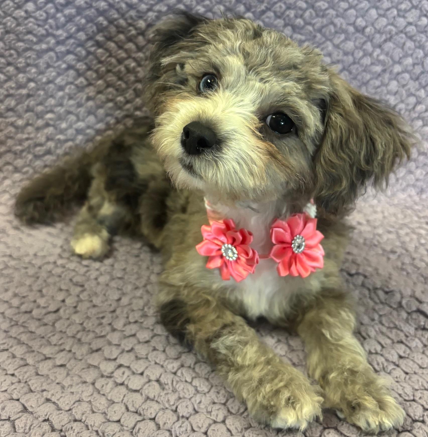 Kylee, an adoptable Aussiedoodle in Lodi, CA, 95241 | Photo Image 3