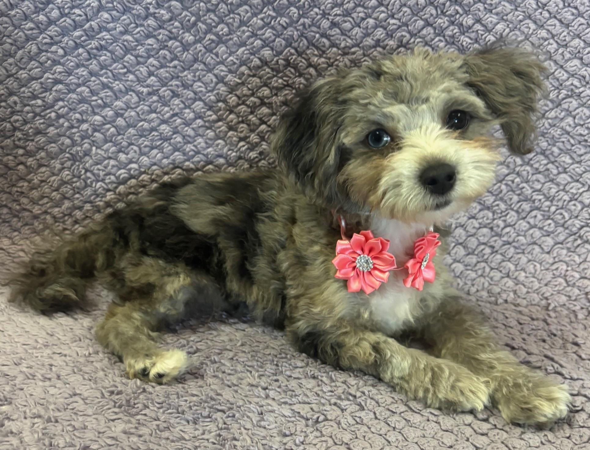 Kylee, an adoptable Aussiedoodle in Lodi, CA, 95241 | Photo Image 4
